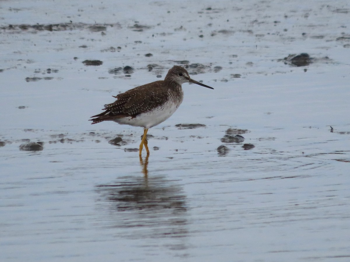 Kuliska hankahori handia - ML646481790