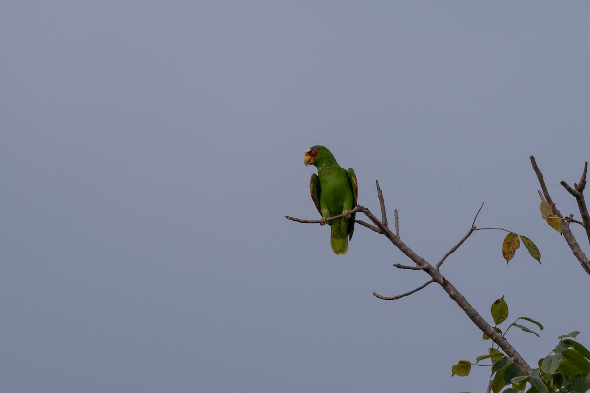 White-fronted Amazon - ML646481791