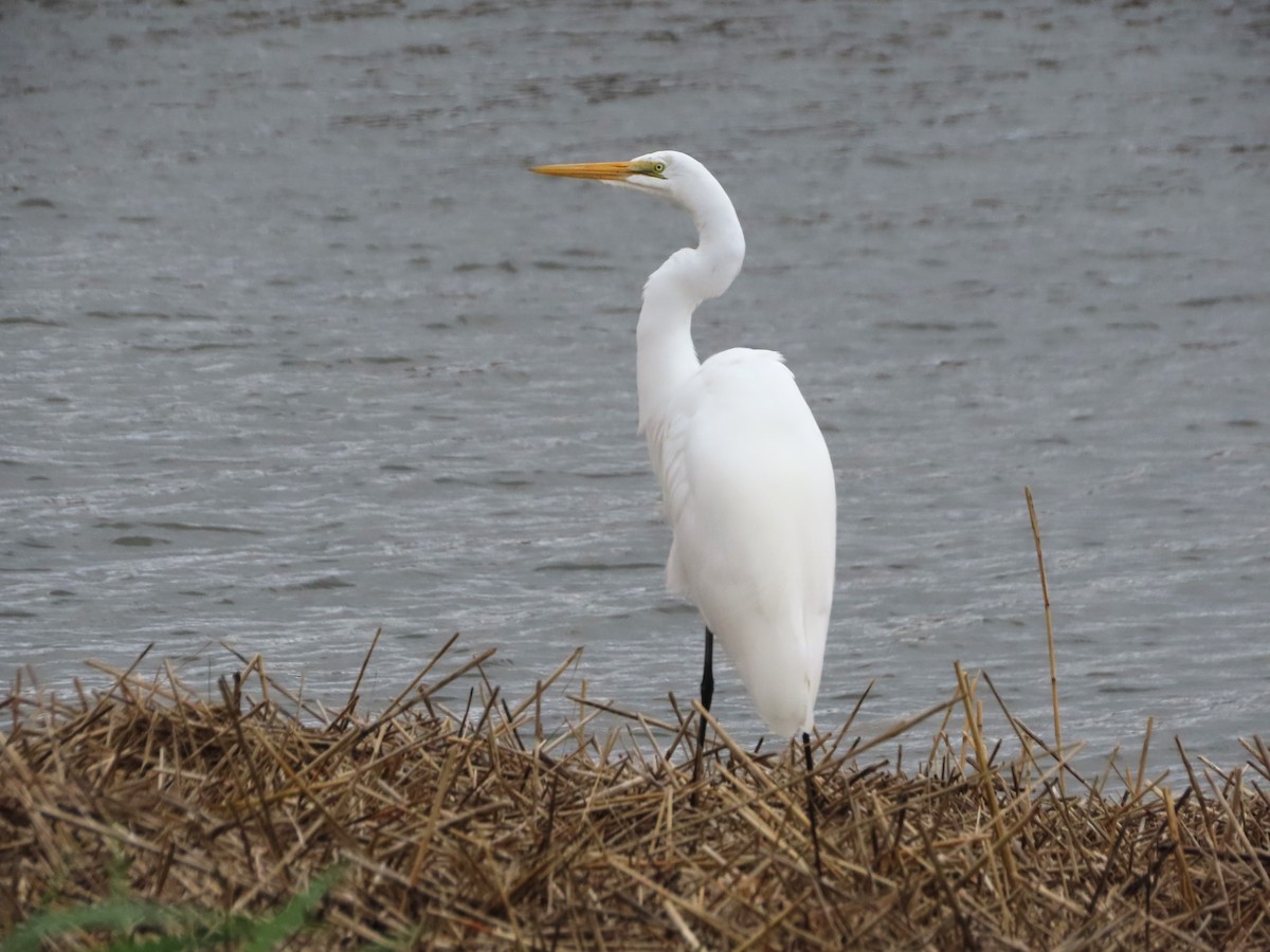 Чапля велика - ML646481794