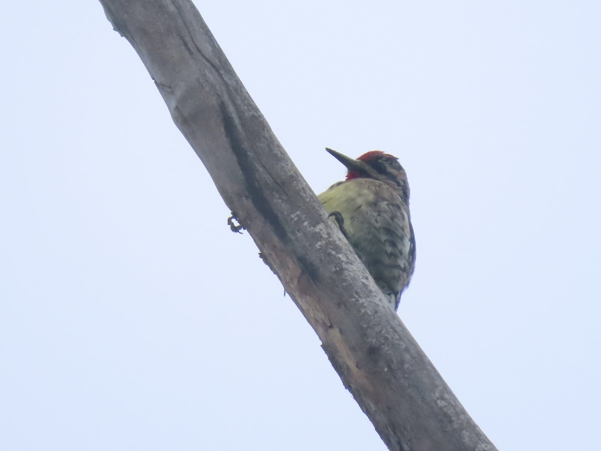 Yellow-bellied Sapsucker - ML646481795