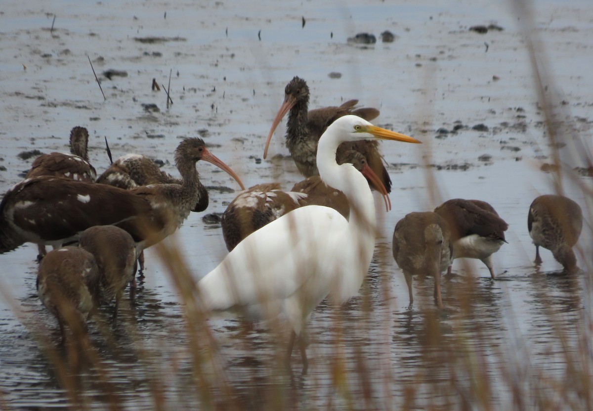 Чапля велика - ML646481796