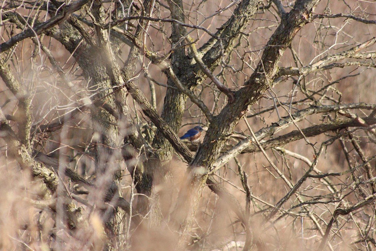 Eastern Bluebird - ML646481800