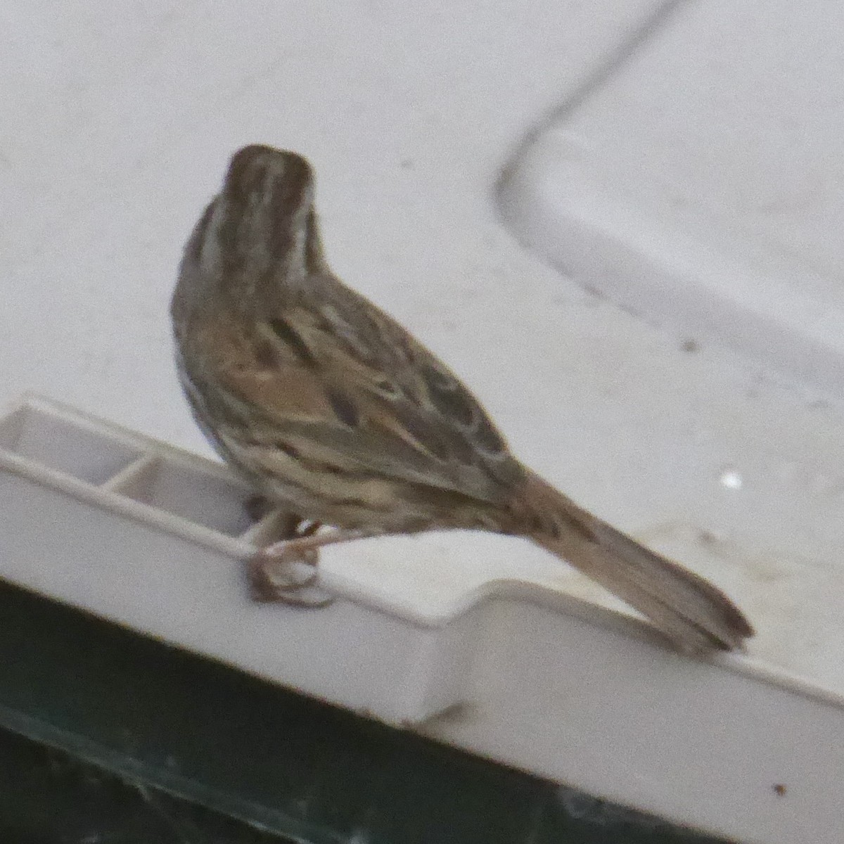 Song Sparrow - ML646481801