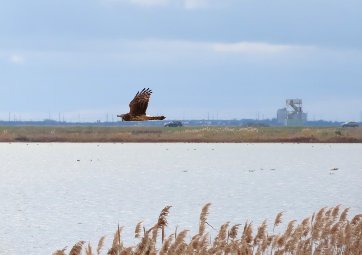 Лунь американський - ML646481804