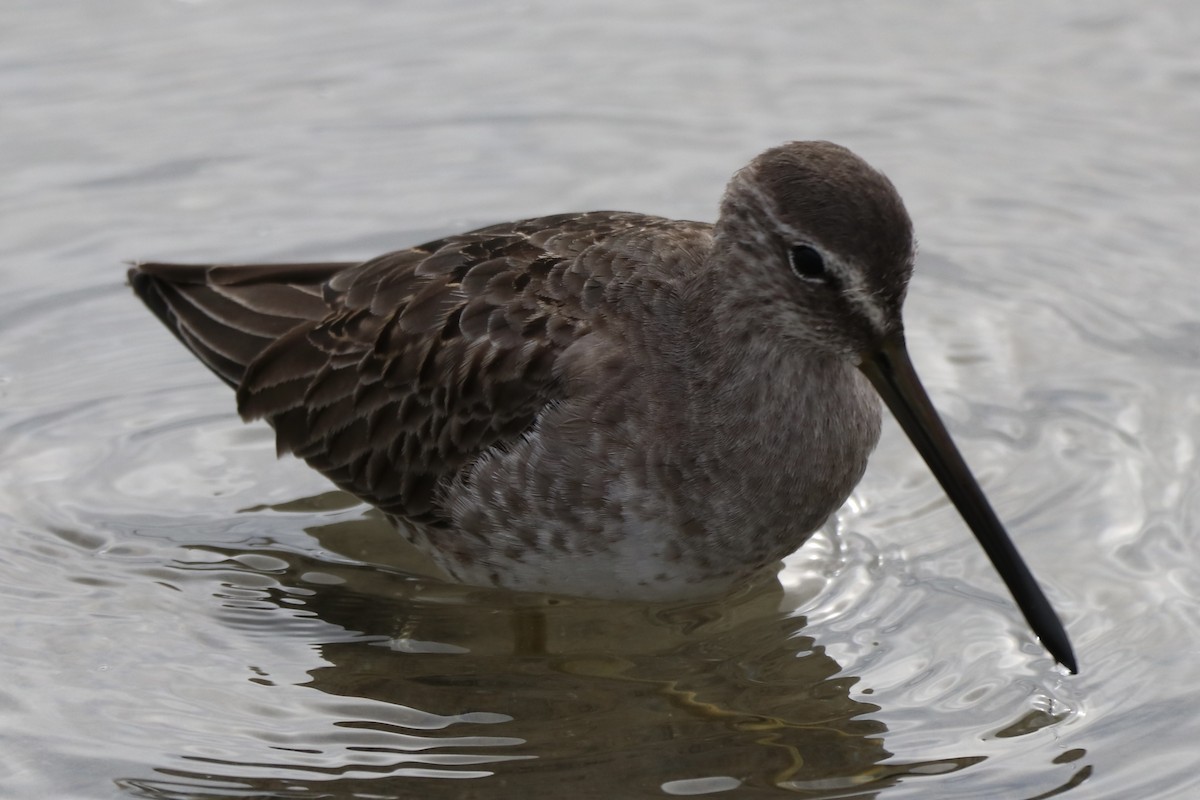 Uzun Gagalı Suçulluğu - ML646481806