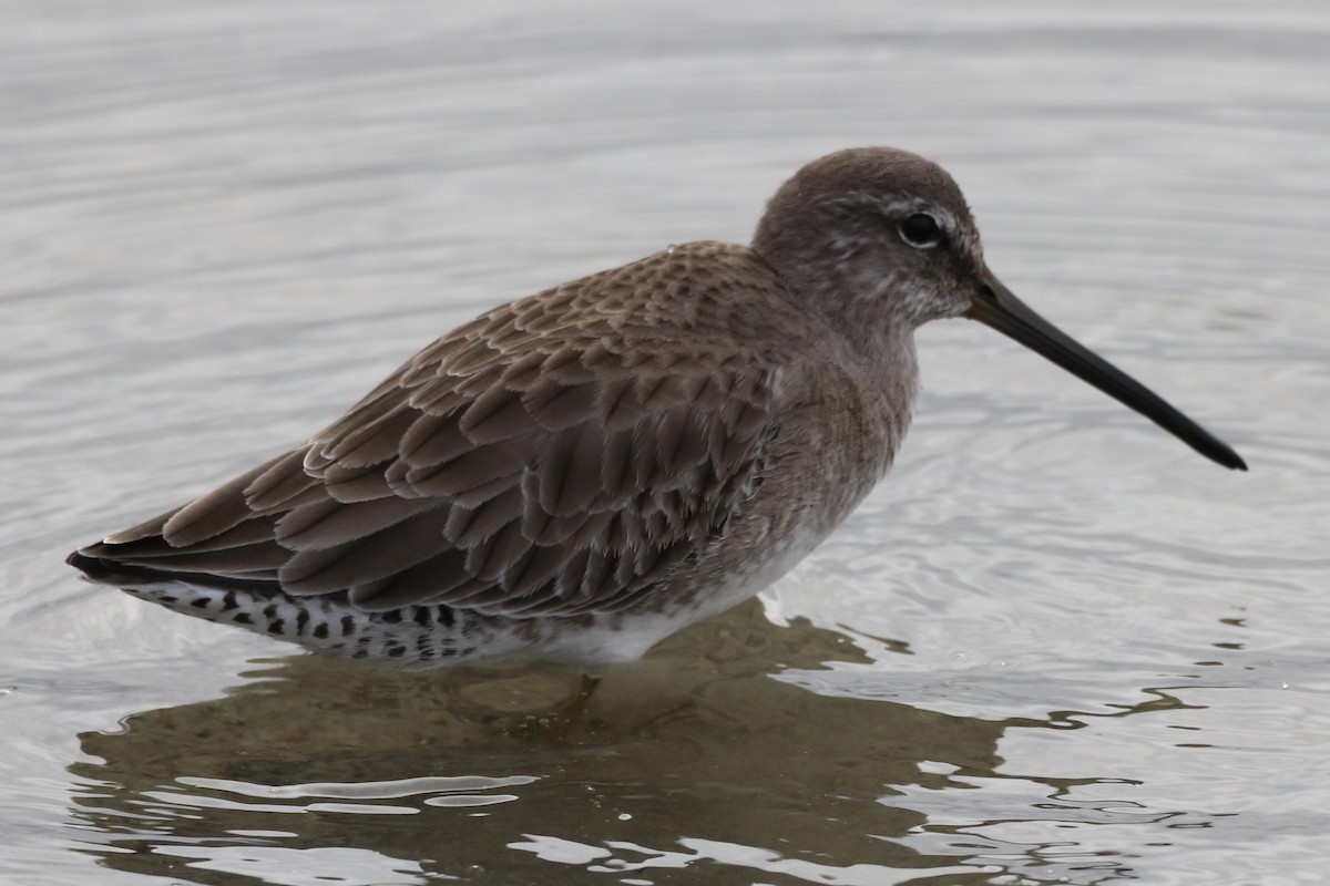 Uzun Gagalı Suçulluğu - ML646481807