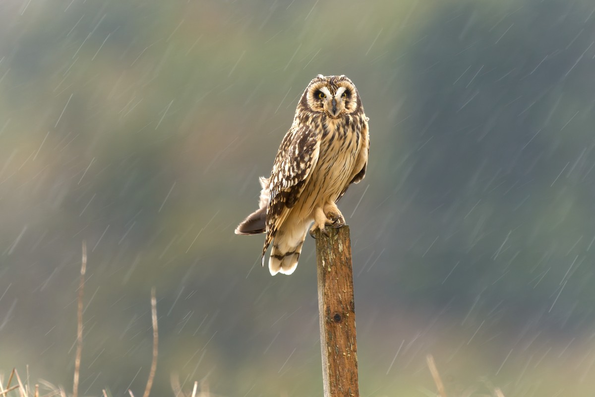 Short-eared Owl - ML646481808