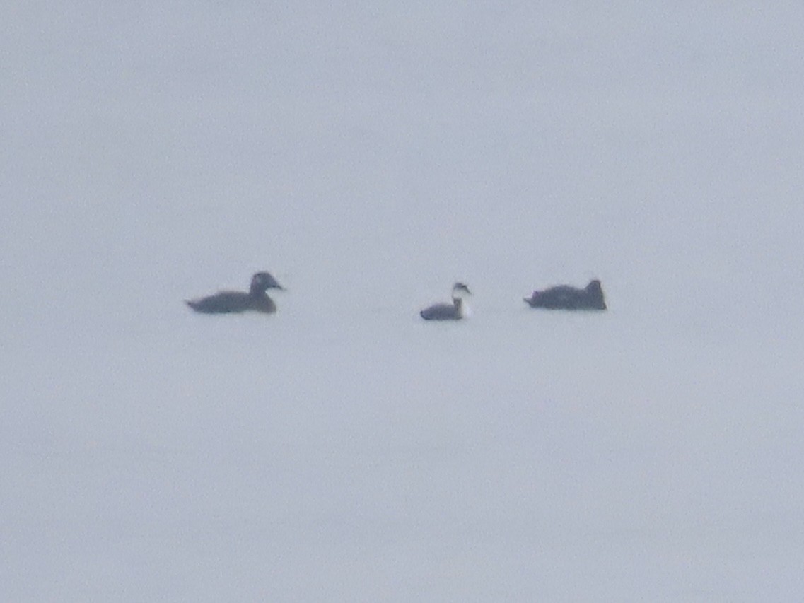 White-winged Scoter - ML646481809