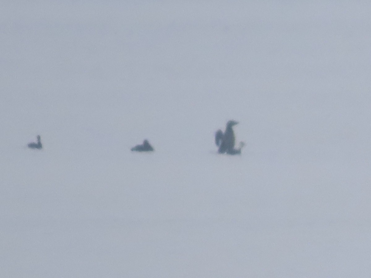 White-winged Scoter - ML646481810