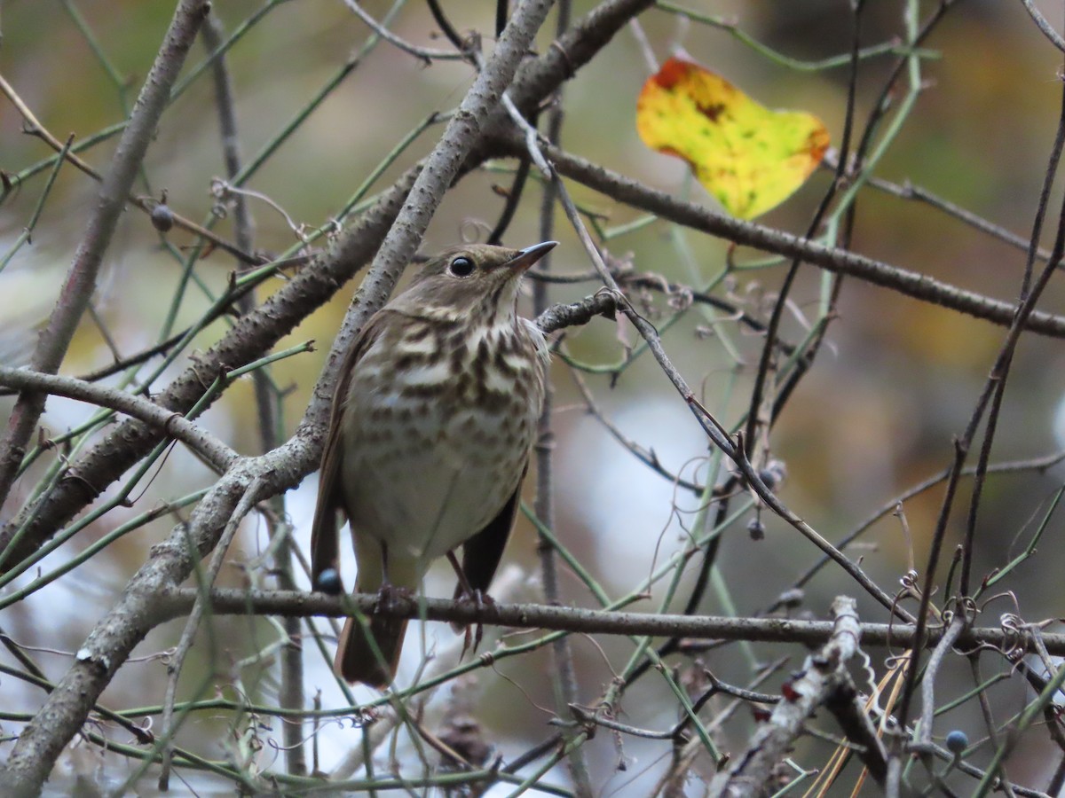 Дрізд-короткодзьоб плямистоволий - ML646481811