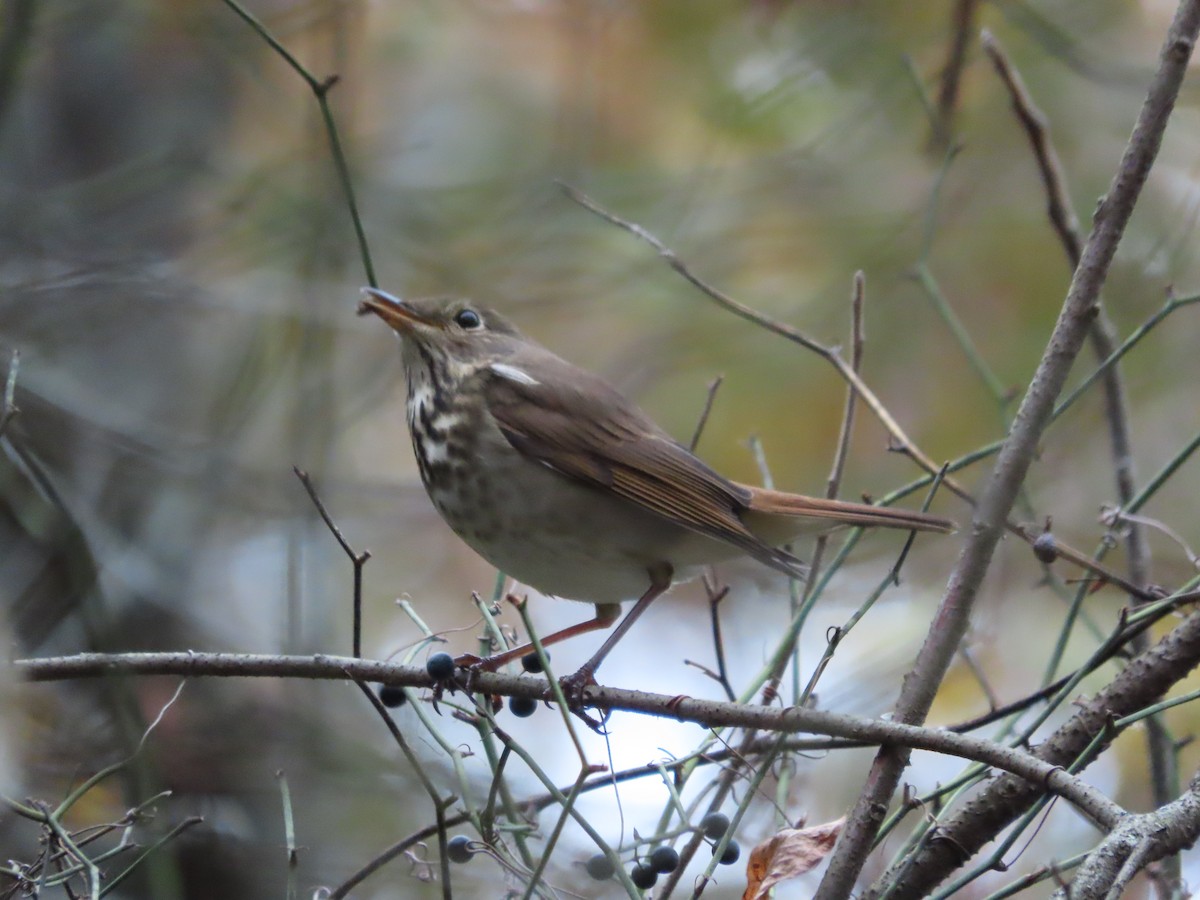 Дрізд-короткодзьоб плямистоволий - ML646481814