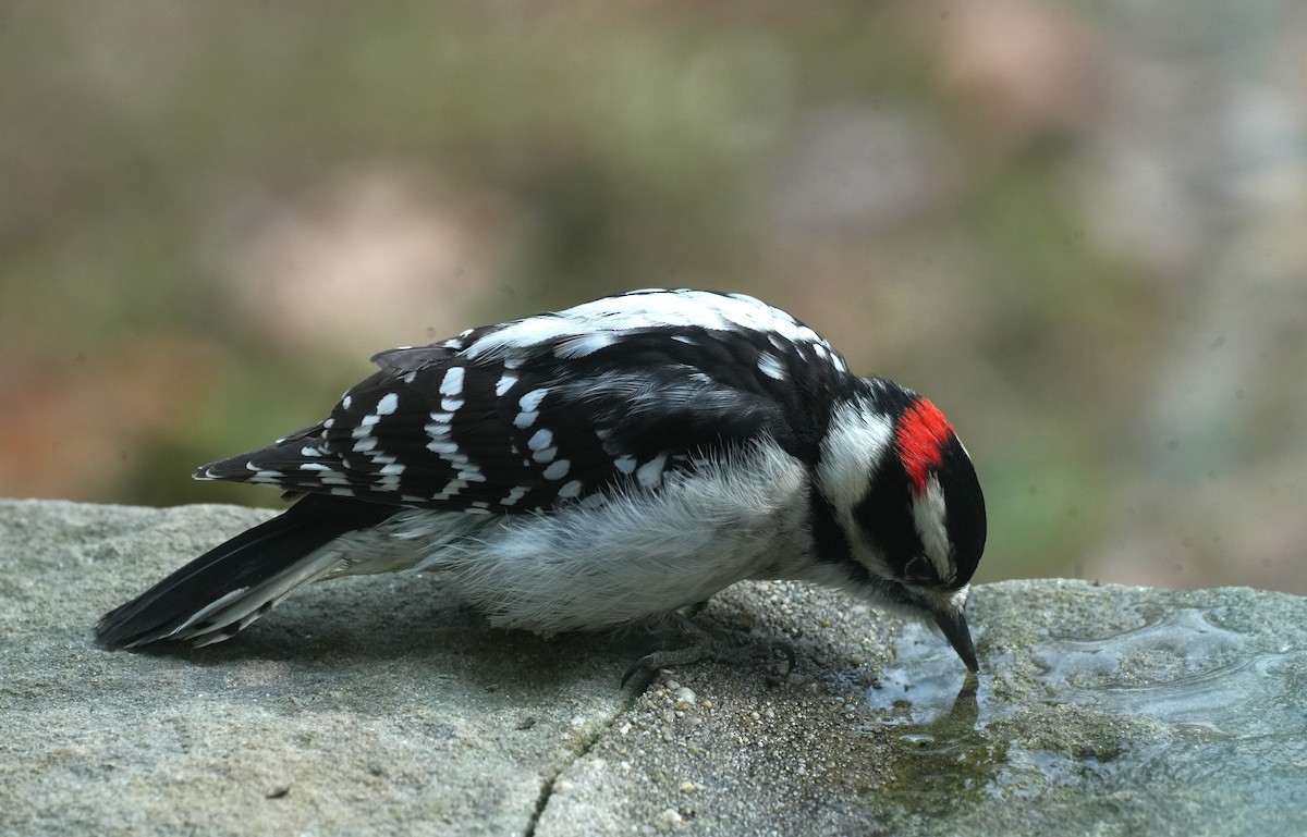 Downy Woodpecker (Eastern) - ML646481818