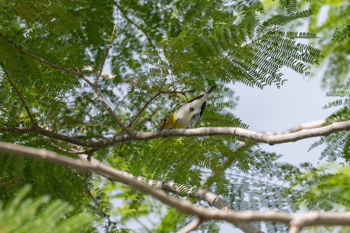 Yellow-throated Vireo - ML646481819