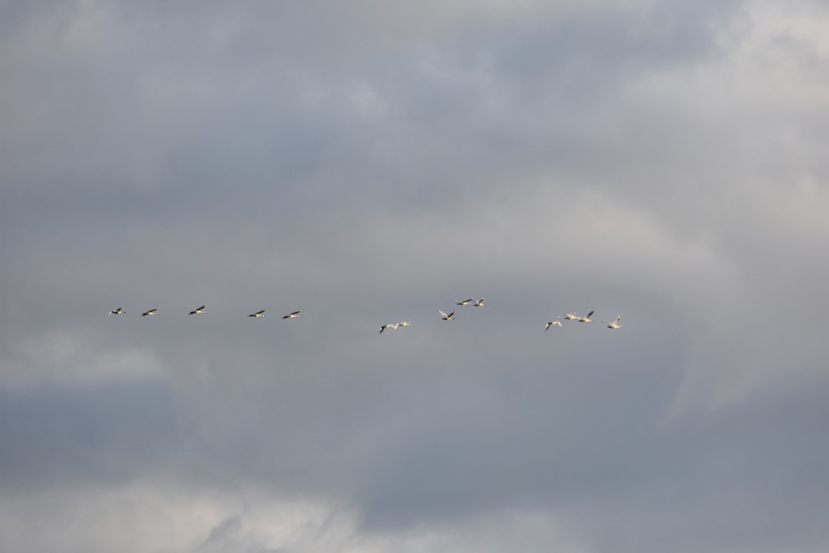 Snow Goose - ML646481821