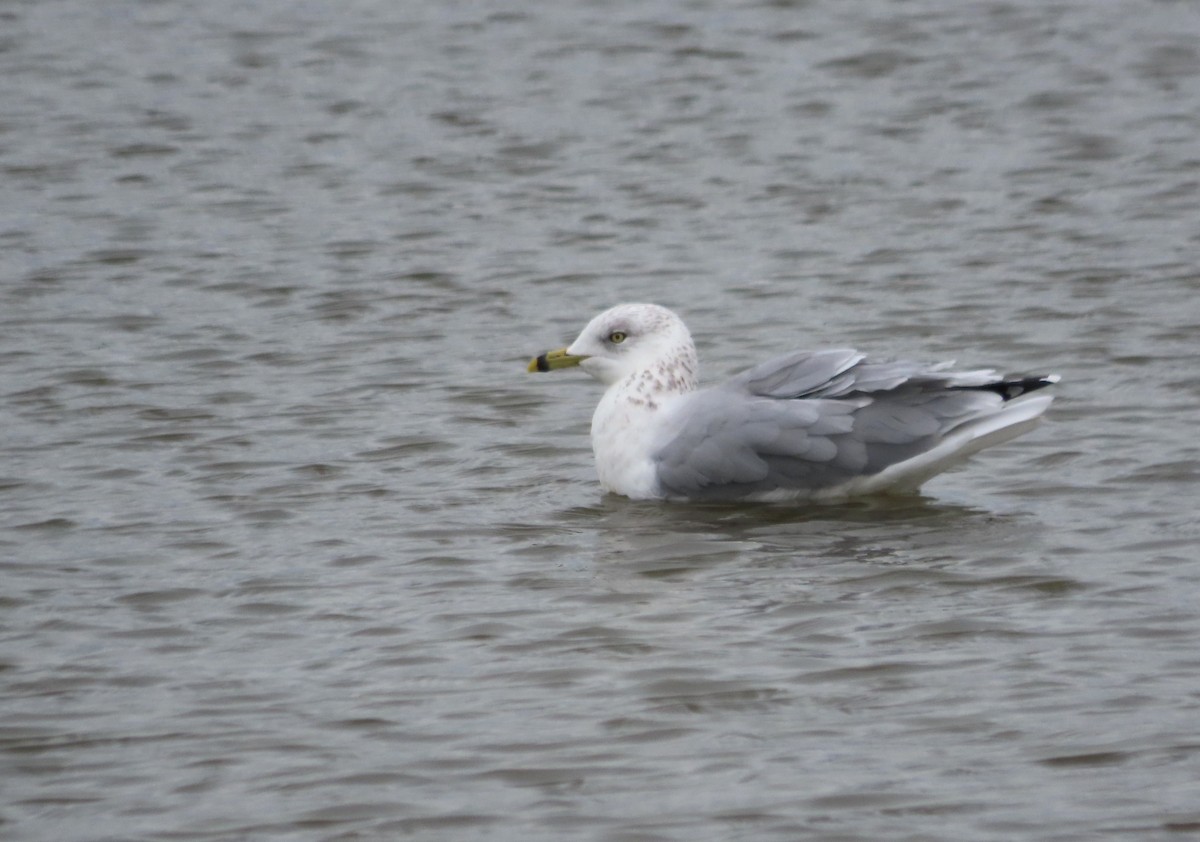 Мартин делаверський - ML646481822