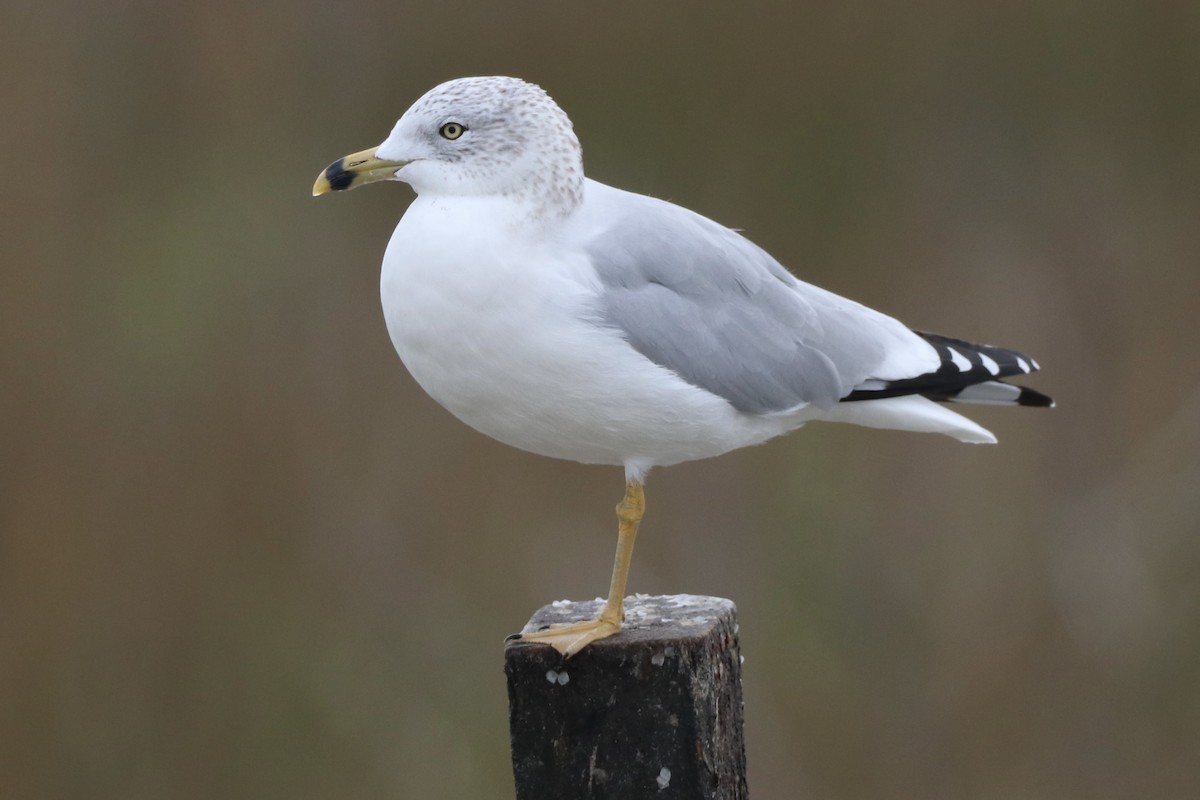 Halkalı Martı - ML646481823