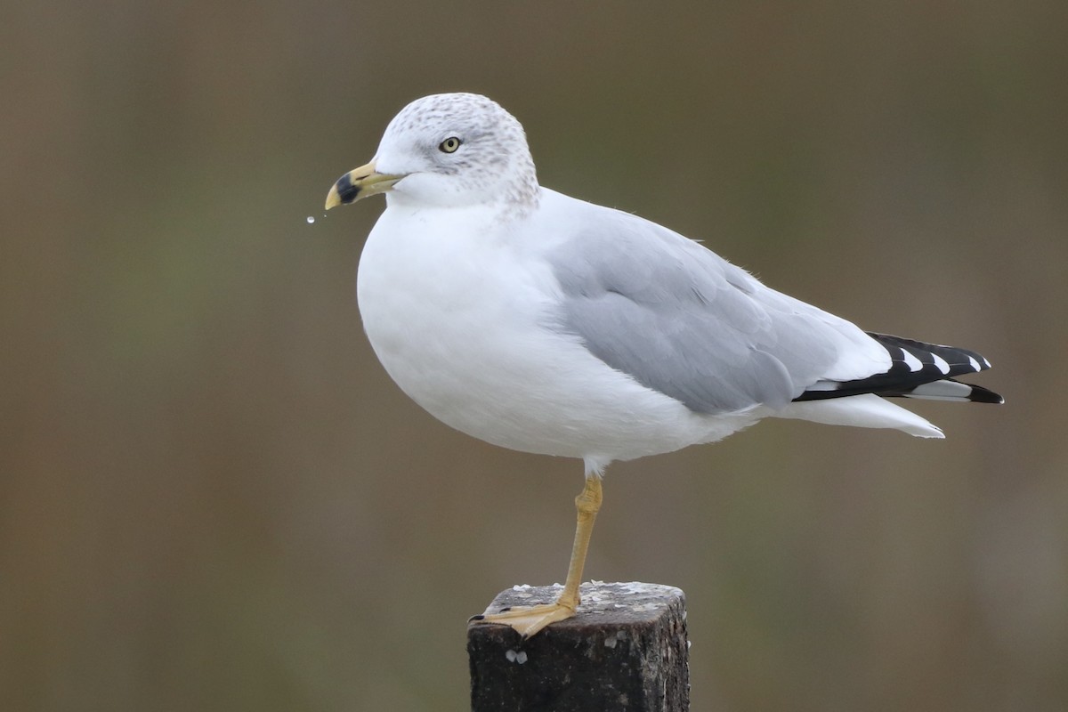 Halkalı Martı - ML646481824