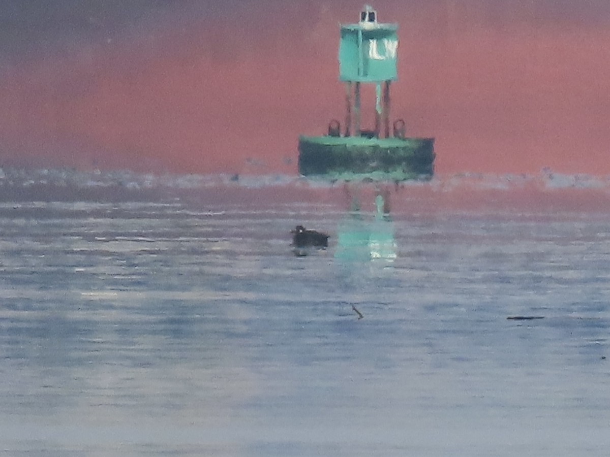 White-winged Scoter - ML646481825