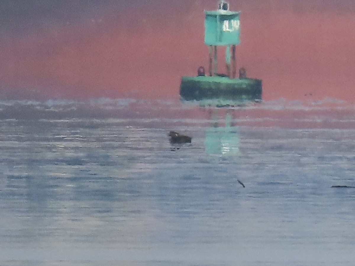 White-winged Scoter - ML646481826