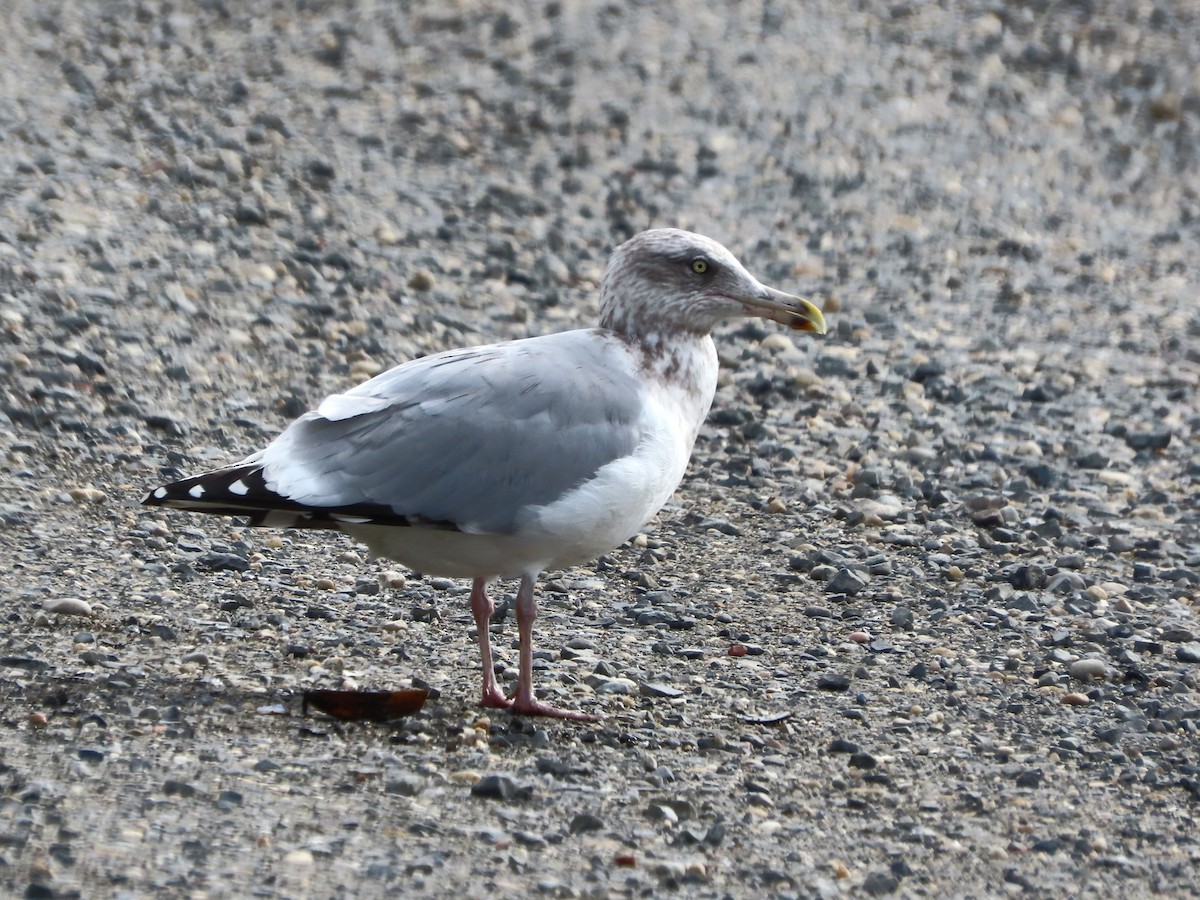 Мартин американський - ML646481827