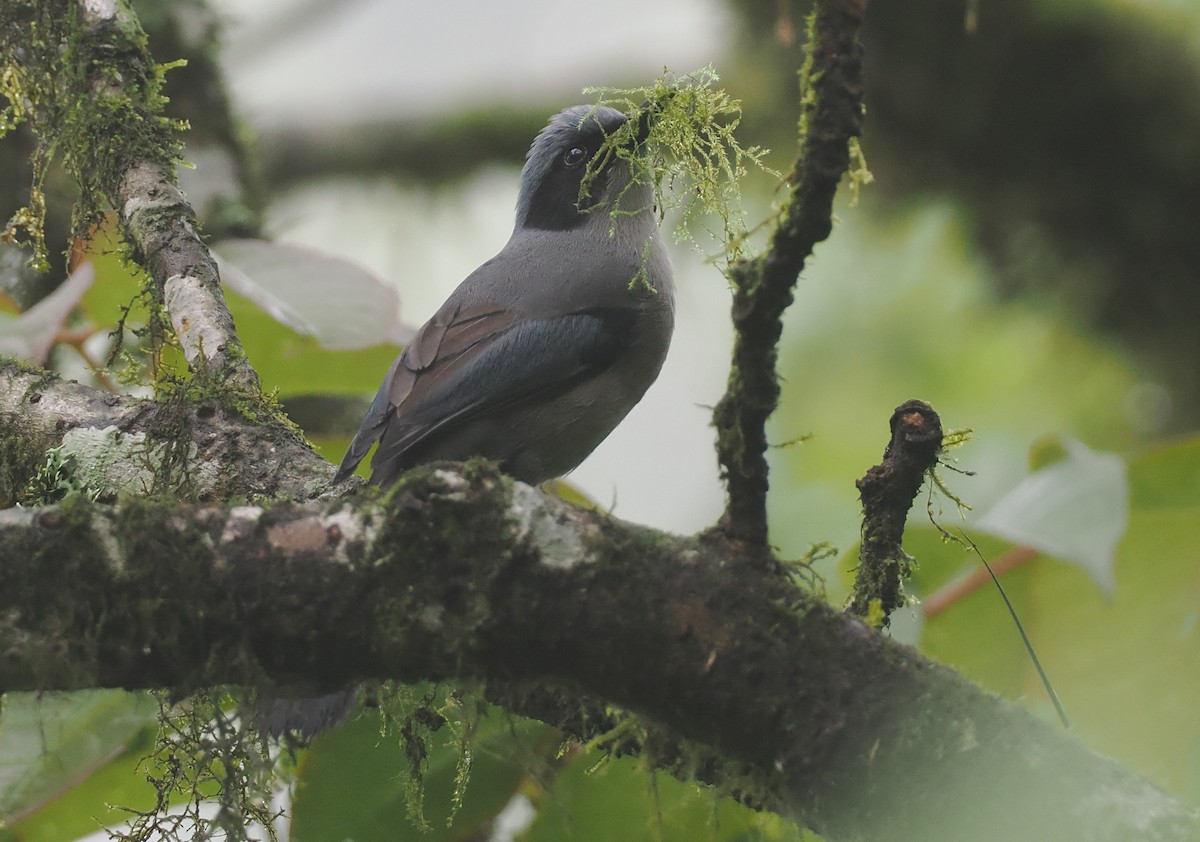 Prachtsibia - ML646481829