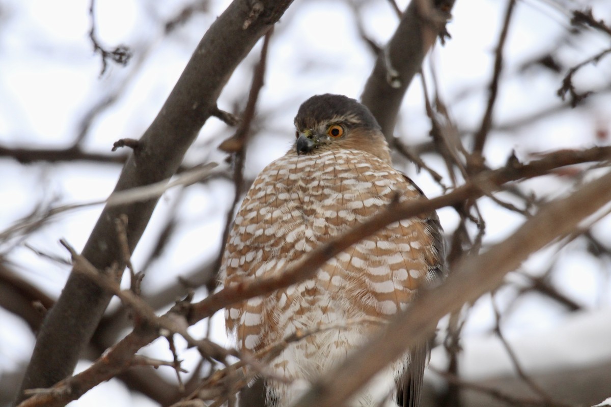 Sharp-shinned Hawk (Northern) - ML646481830