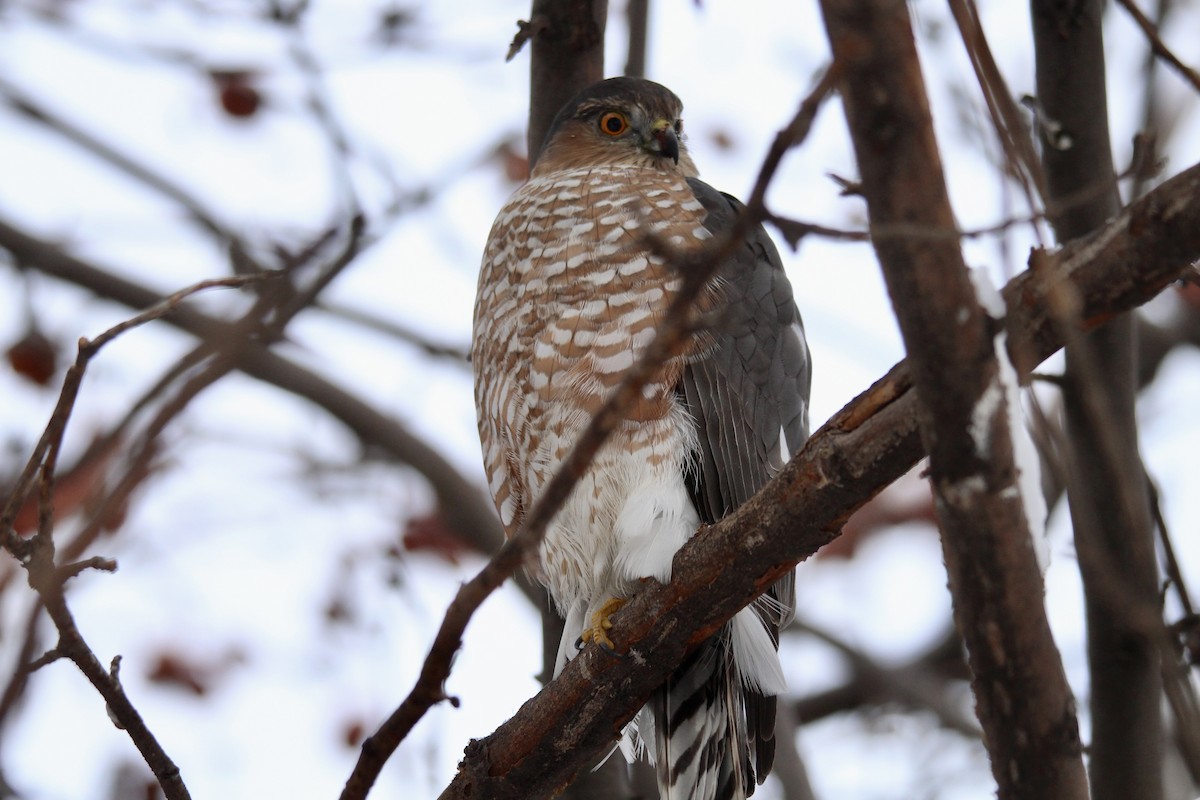 Sharp-shinned Hawk (Northern) - ML646481831