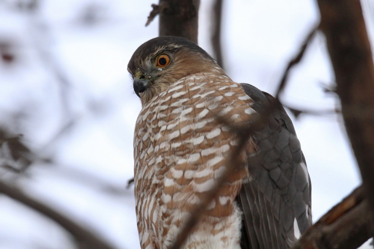 Sharp-shinned Hawk (Northern) - ML646481832