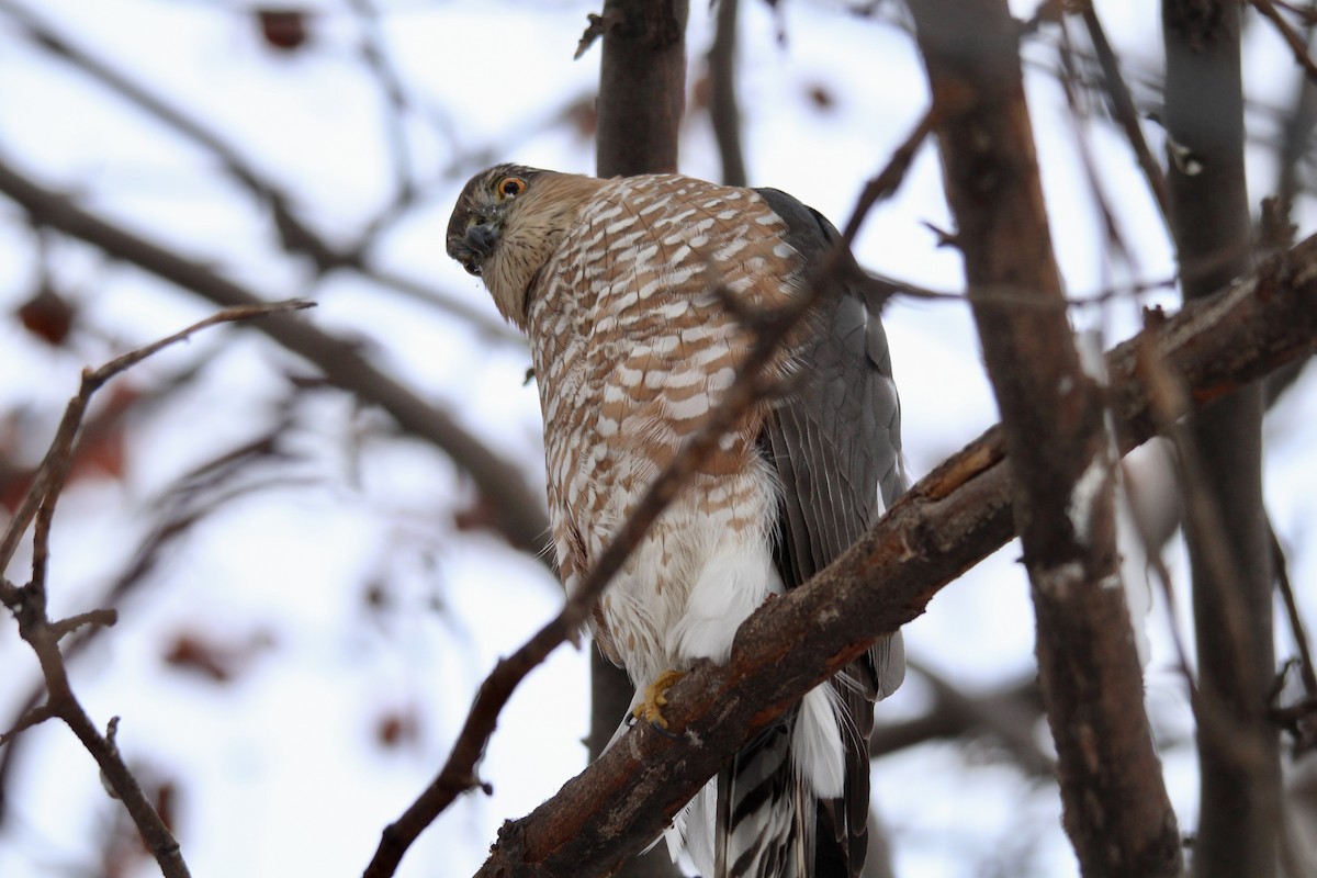 Sharp-shinned Hawk (Northern) - ML646481833