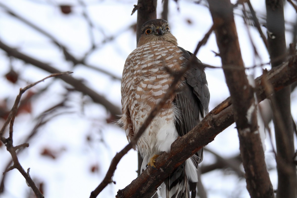 Sharp-shinned Hawk (Northern) - ML646481834