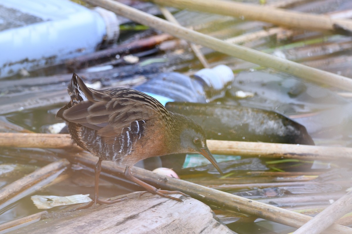 Rascón de Virginia - ML646481835