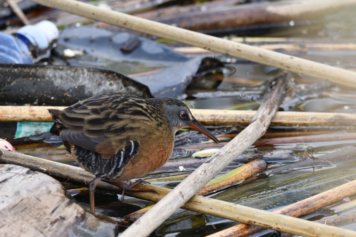 Rascón de Virginia - ML646481837
