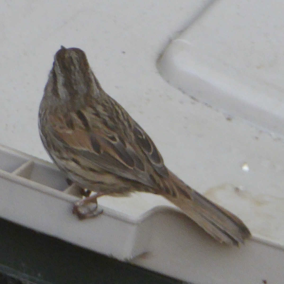 Song Sparrow - ML646481841