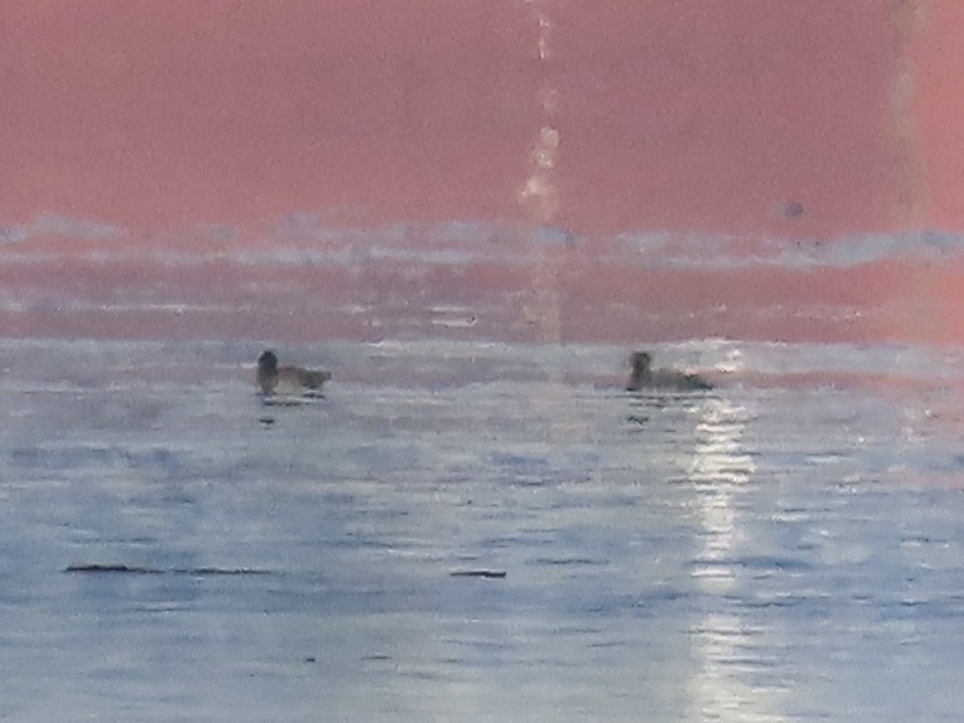 Surf Scoter - ML646481843