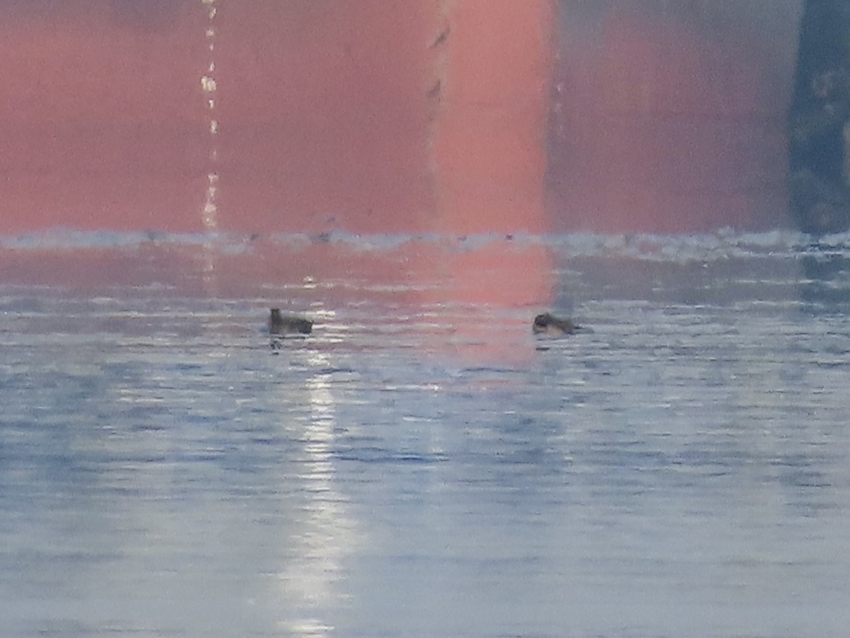 Surf Scoter - ML646481844