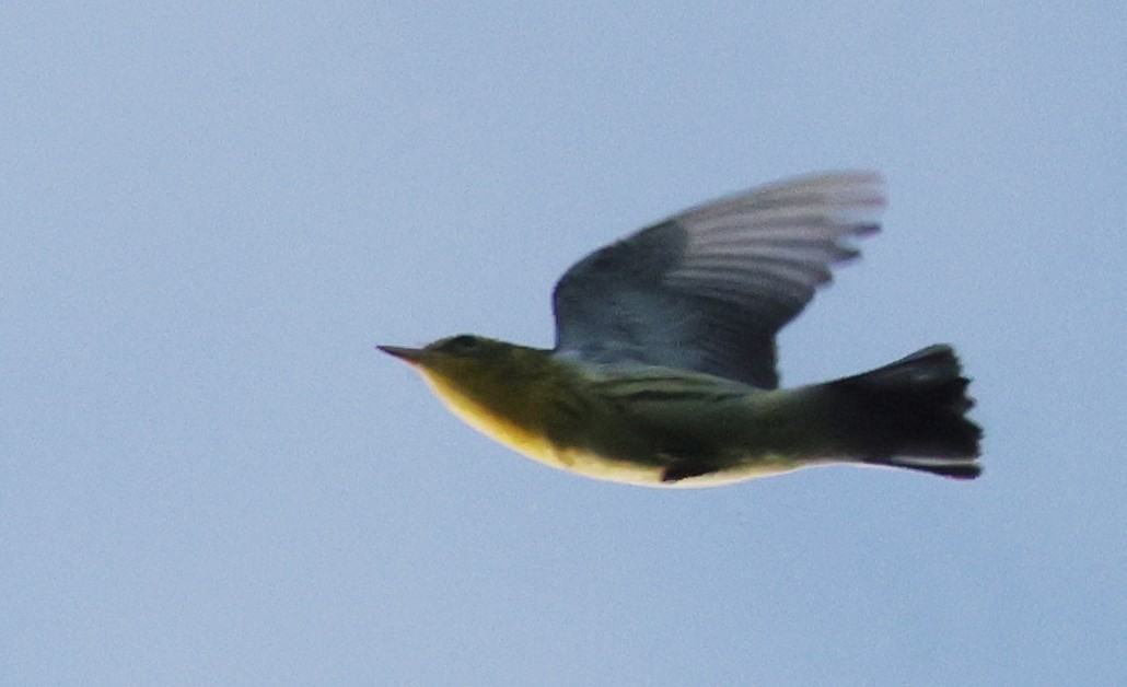 Reinita Gorjinaranja - ML646481847