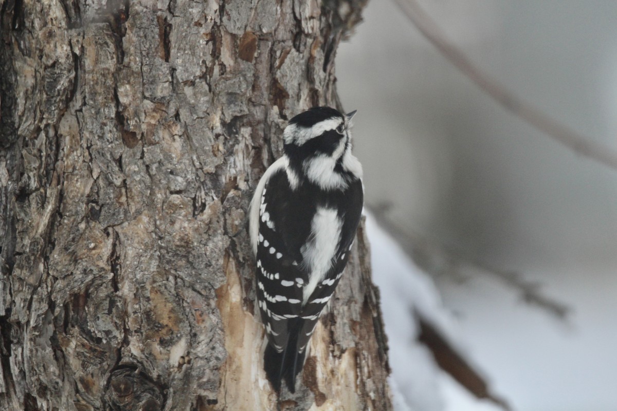 Downy Woodpecker (Eastern) - ML646481848