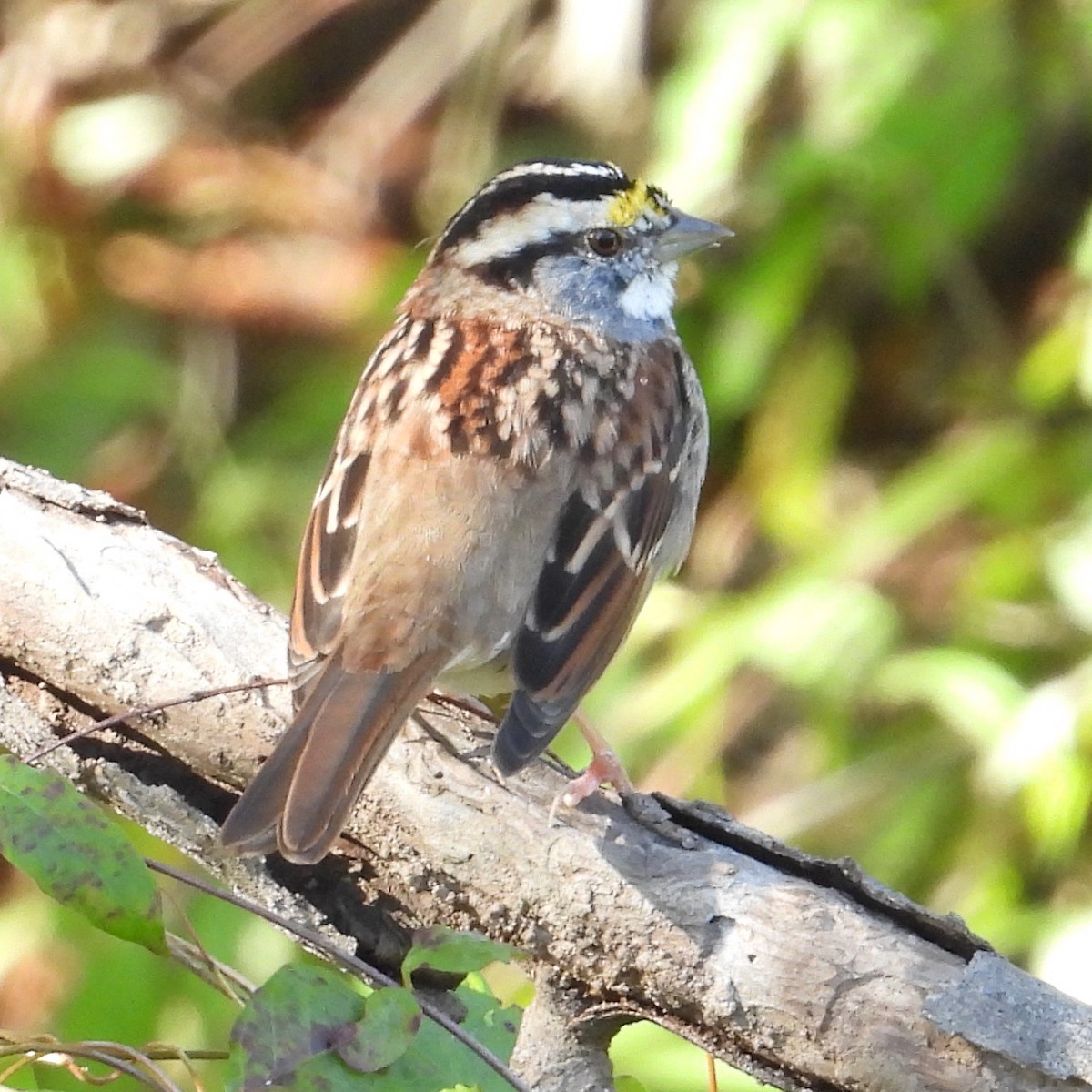White-throated Sparrow - ML646481849