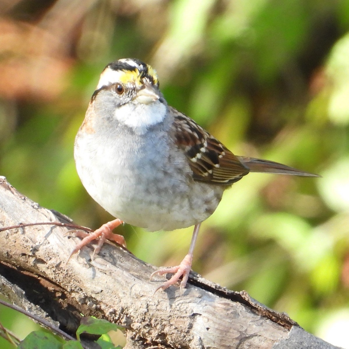 White-throated Sparrow - ML646481850