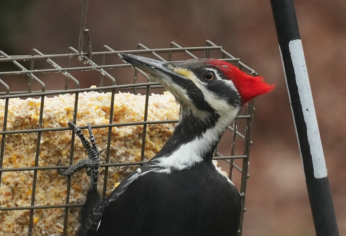 Pileated Woodpecker - ML646481852