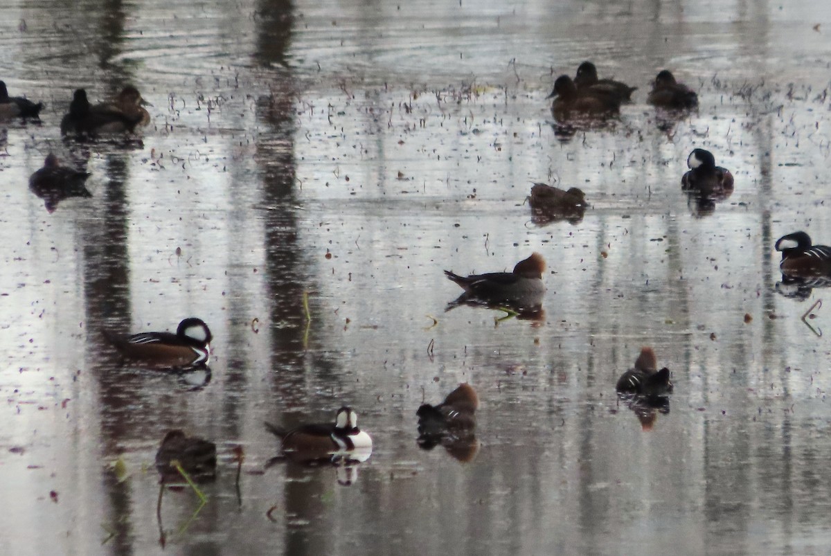 Крех жовтоокий - ML646481853