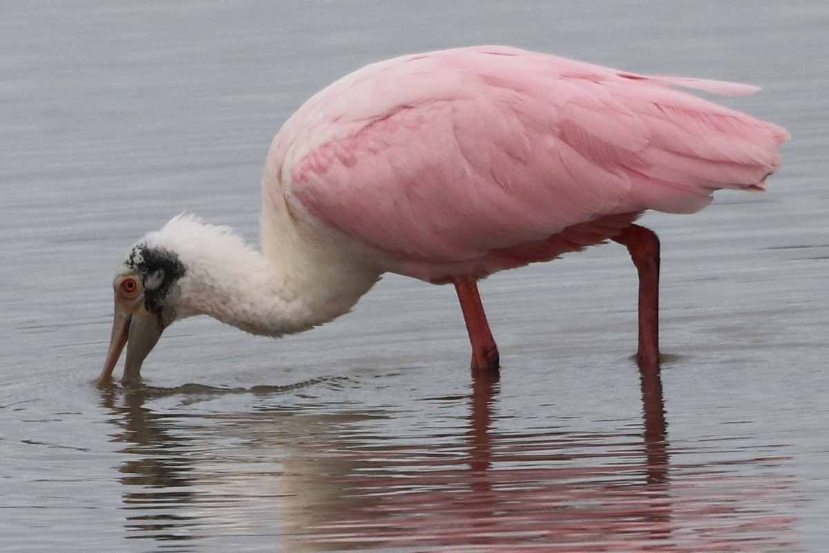 Pembe Kaşıkçı - ML646481854