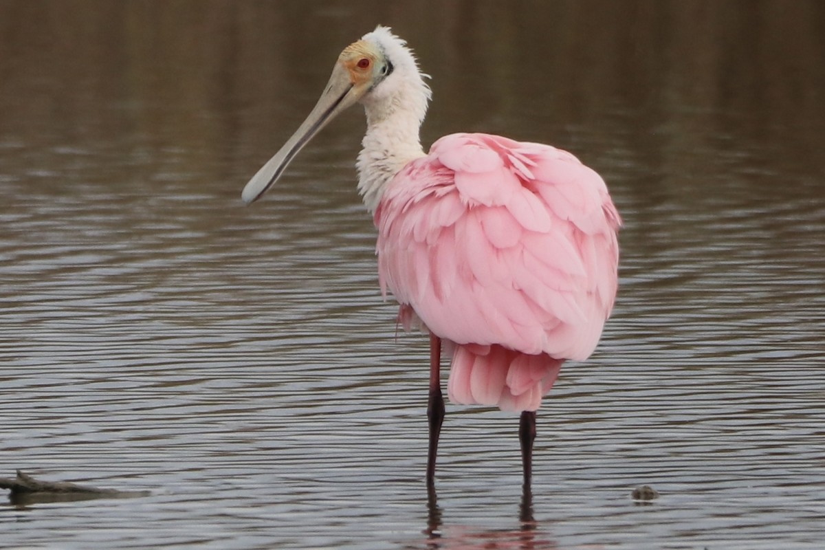 Pembe Kaşıkçı - ML646481855