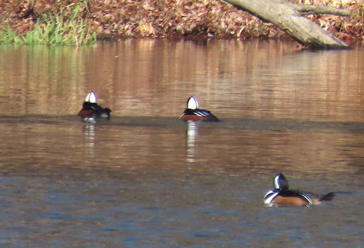 オウギアイサ - ML646481856