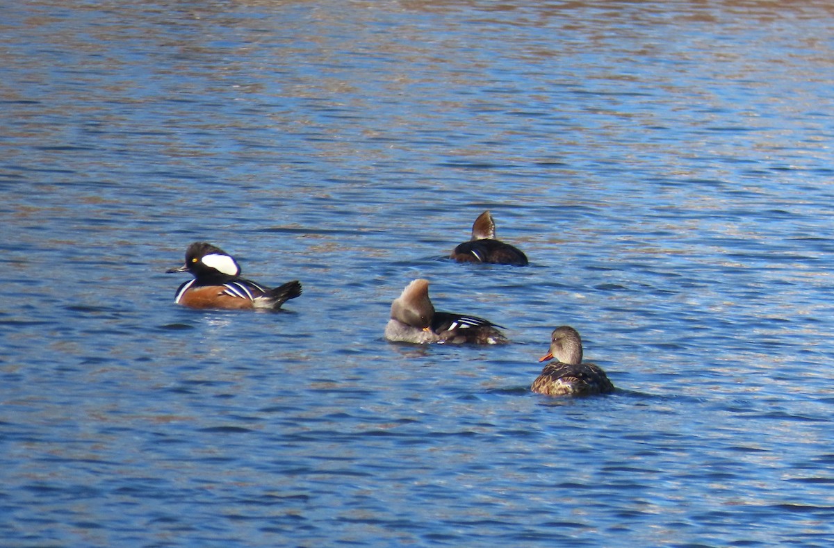 オウギアイサ - ML646481857