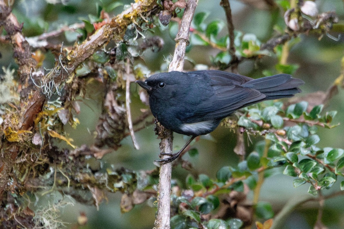 White-sided Flowerpiercer - ML646481859