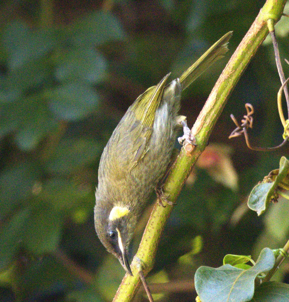 Lewin's Honeyeater - ML646481860
