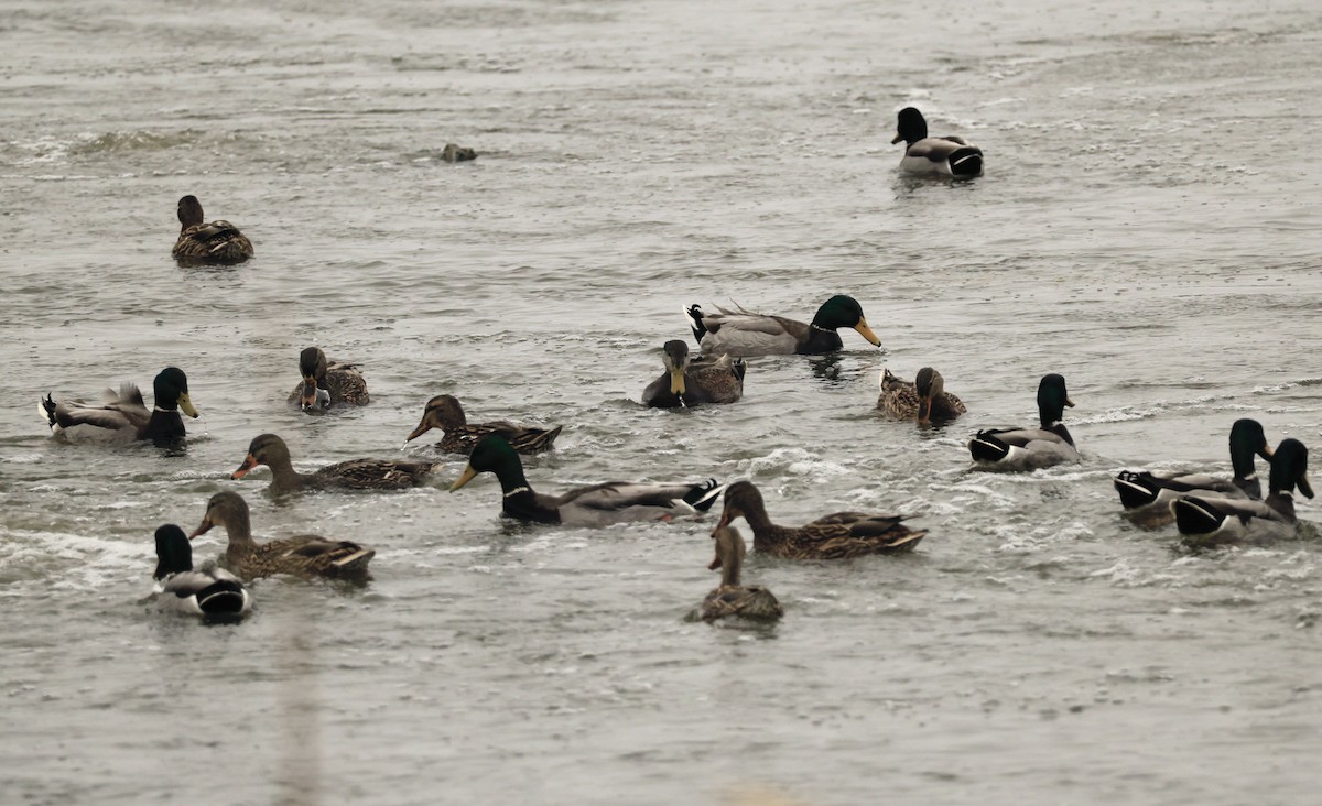 Mallard - ML646481871