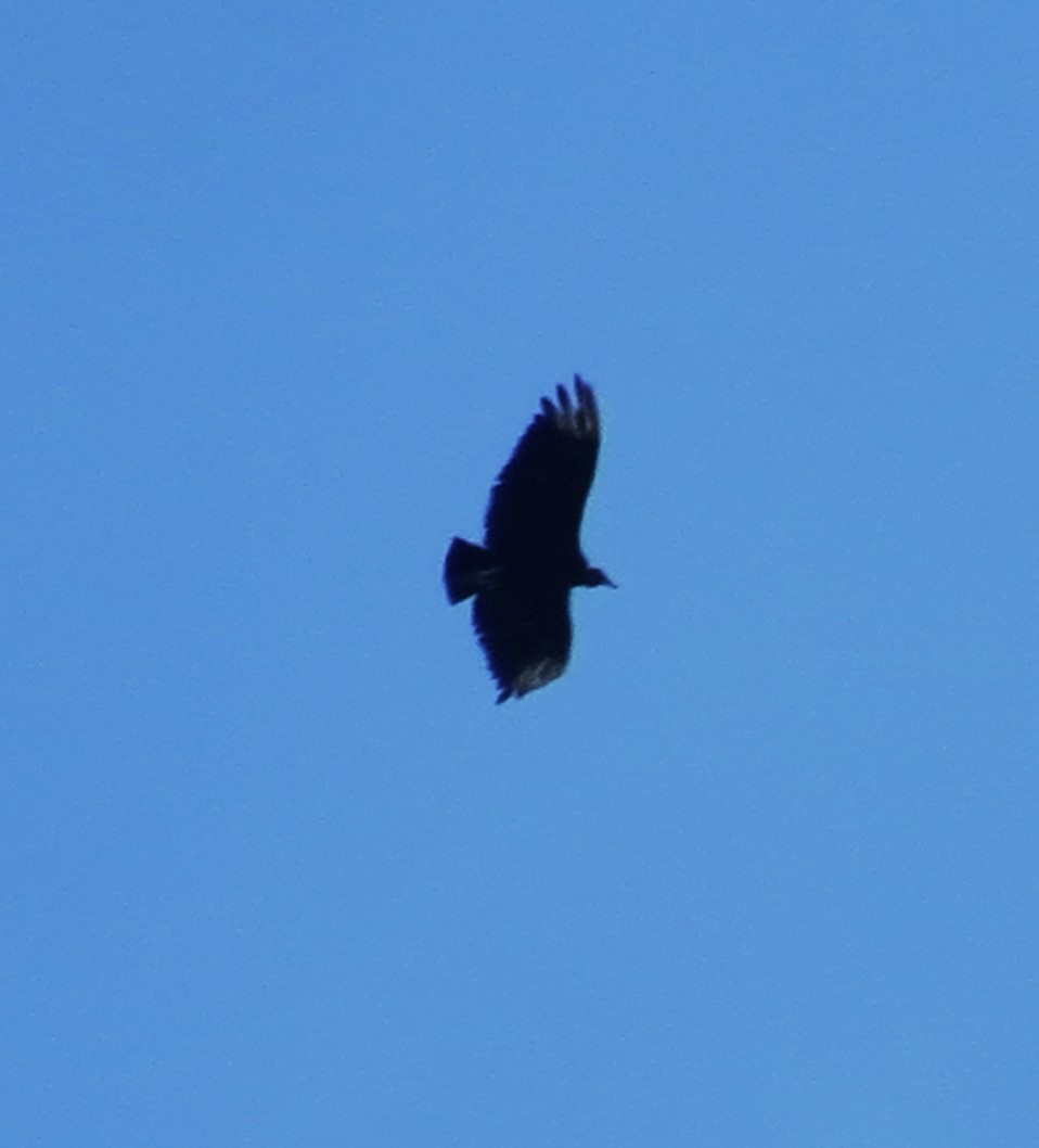 Black Vulture - ML646481872