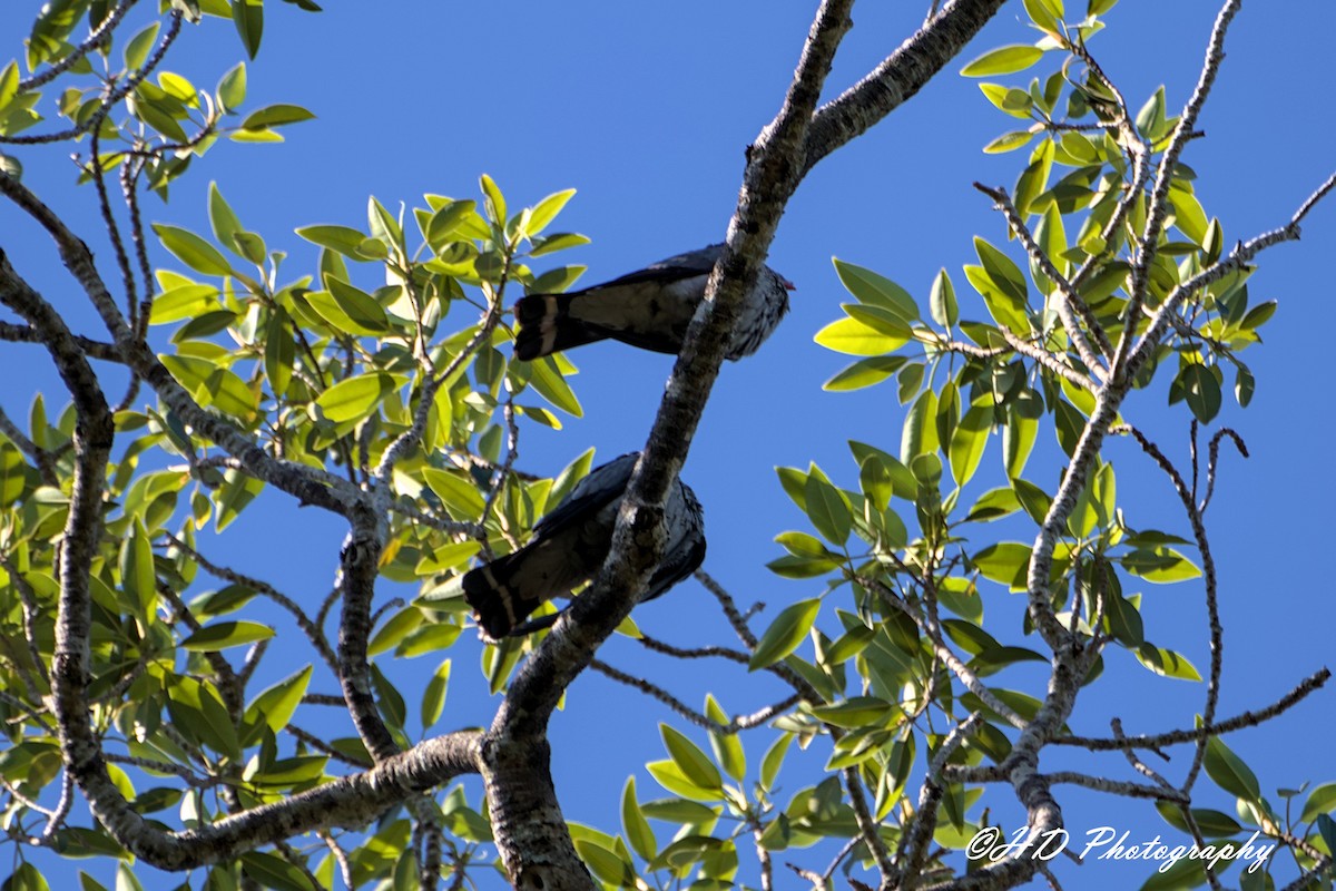 Topknot Pigeon - ML646481873